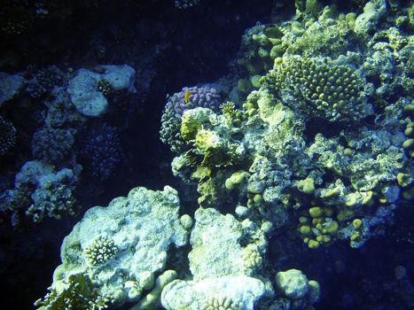 Coral reef in Red sea. Scuba diving in Egypt, Africa.