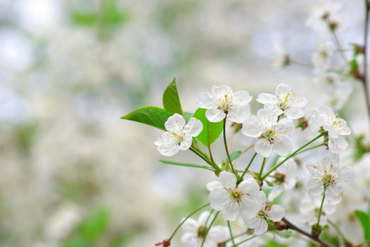  Close up of the spring cherry flower    