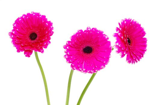 colorful gerberas on white background