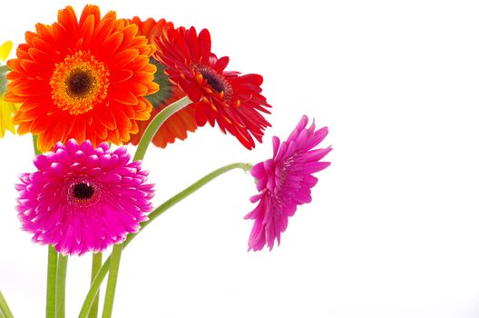 colorful  flowers gerberas on white background