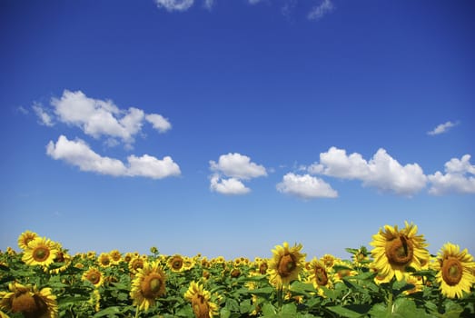 sunflower field over cloudy blue sky