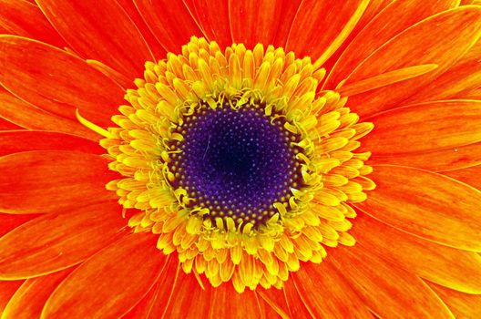  gerbera flower close up background