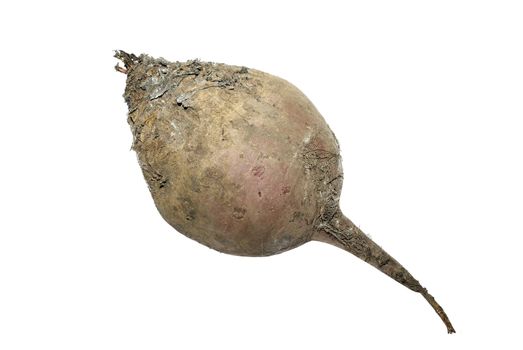 Studio shot of dirty raw beet isolated on white background.