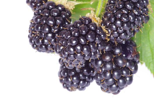 blackberry isolated on white background