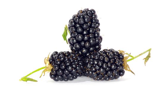 blackberry isolated on white background