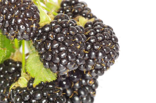 blackberry isolated on white background