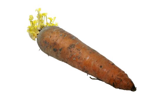 Dirty raw carrot with growing yellow leaves isolated on white background.