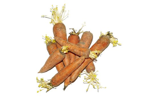 Heap of dirty raw carrot with growing leaves isolated on white background.