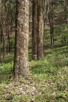 Rubber forest