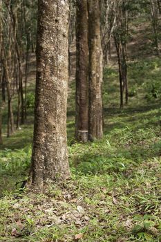 Rubber forest