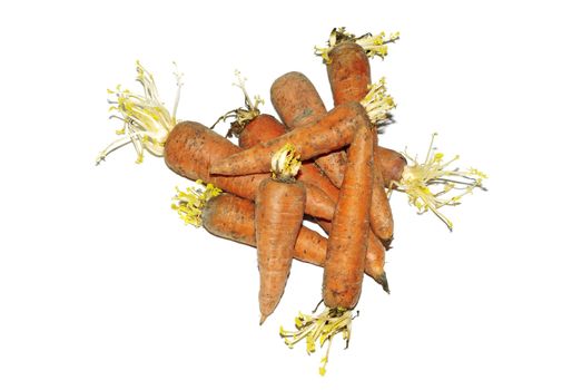 Heap of growing carrot isolated on white background.