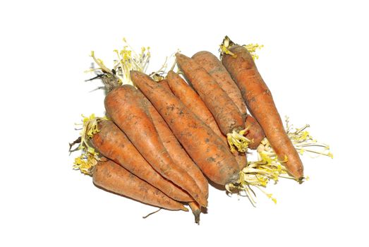 Stack of raw carrot with growing leaves isolated on white background.