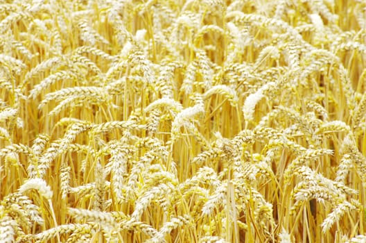 golden wheat field in summer