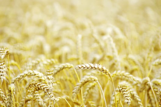 golden wheat field in summer