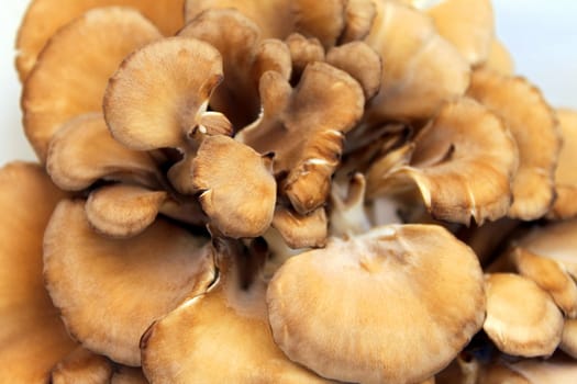 Maitake mushrooms in a basket at the farmer's market