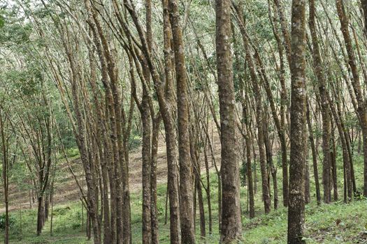 Rubber forest