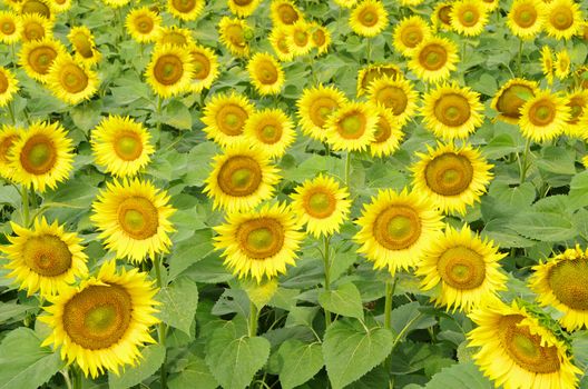 Closeup of a bright yellow sunflowers