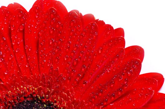 gerbera flower closeup on white background