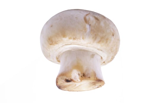 Champignon mushroom macro isolated on white background.