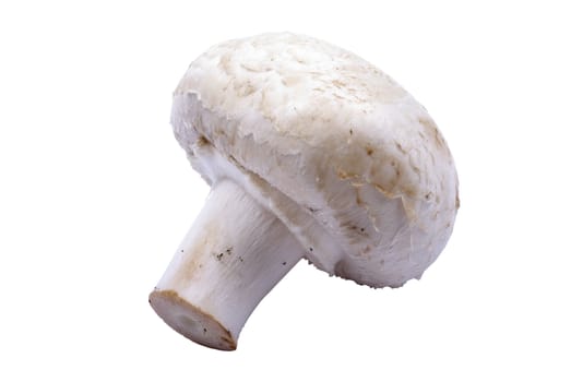 Champignon mushroom macro isolated on the white background.