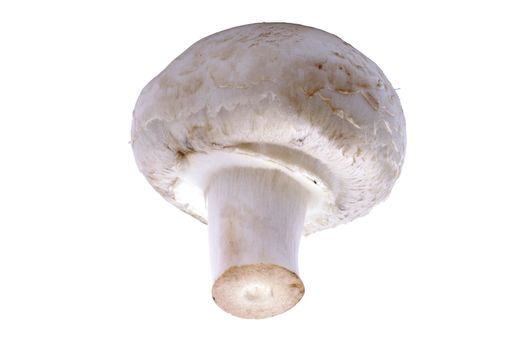 Champignon mushroom macro isolated on the white background.