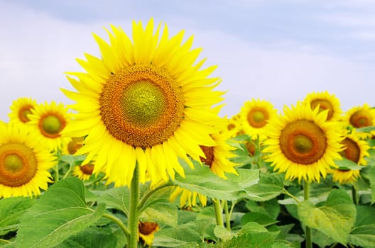 sunflower field over cloudy blue sky