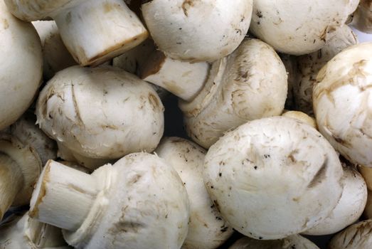 Edible champignon mushrooms macro as food background.