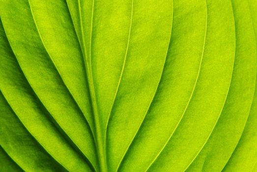 Texture of a green leaf as background