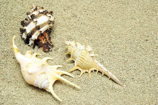 starfish and shells on the beach