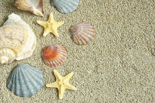 starfish and shells on the beach