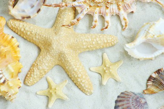 starfish and shells on the beach