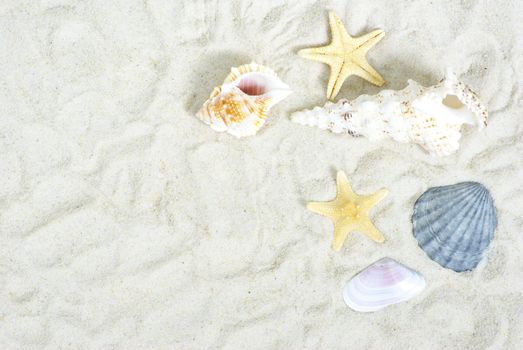 starfish and shells on the beach sand