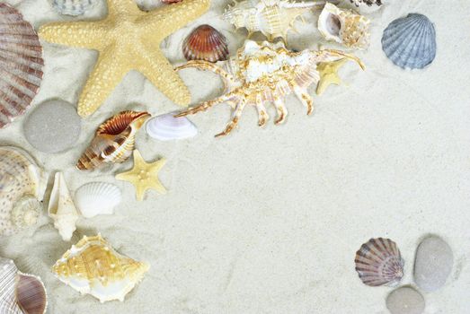 starfish and shells on the beach  sand