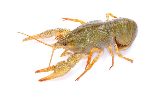 crawfish on a white background