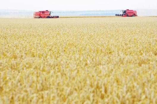 A wheat field being harvested
