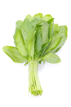 fresh sorrel isolated on white background