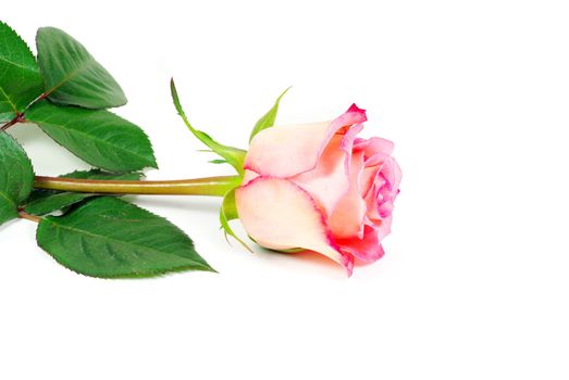 beautiful red rose on a white background