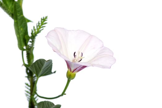 beautiful  flowers on white background