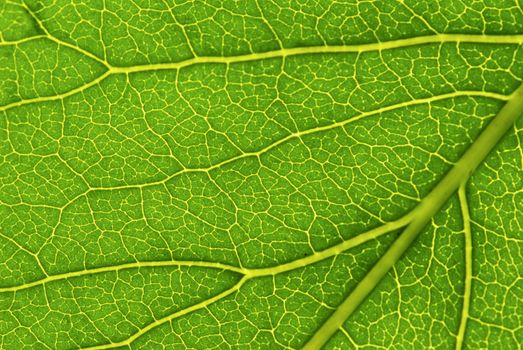 structure of leaf natural background