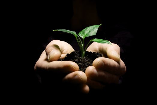 Hands holding sapling in soil on black