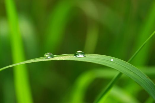 Dew drop on a blade of grass 