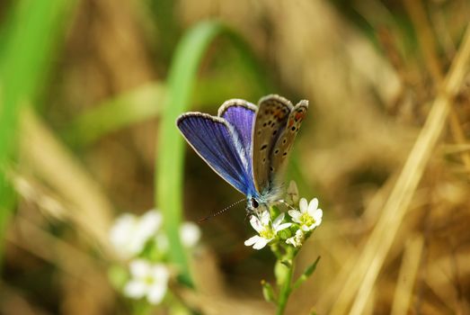 butterfly on a green leaf