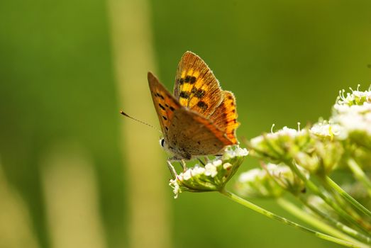  butterfly on a green leaf