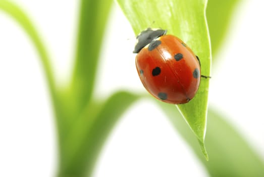 red ladybug on green grass isolated on white