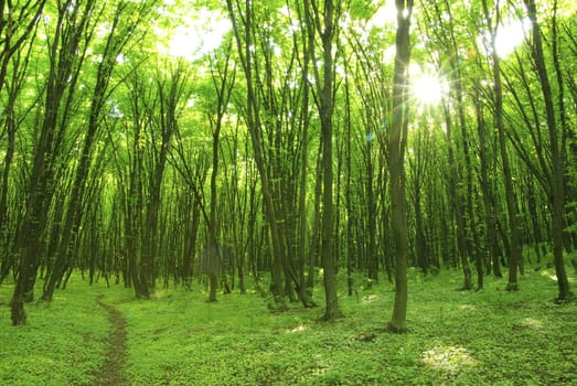 a path is in the green forest      