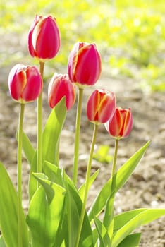  Beautiful red tulips in the garden