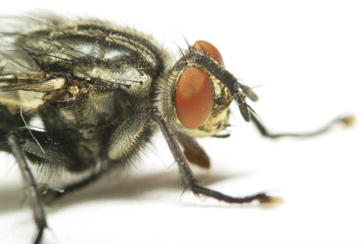 fly isolated on a white background