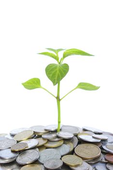 plant in coins  isolated on white background