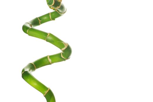 bamboo isolated on a white background
