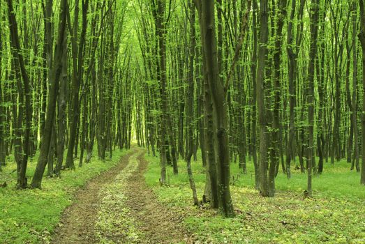 Sunny summer day in green forest